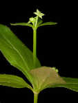 Licorice bedstraw